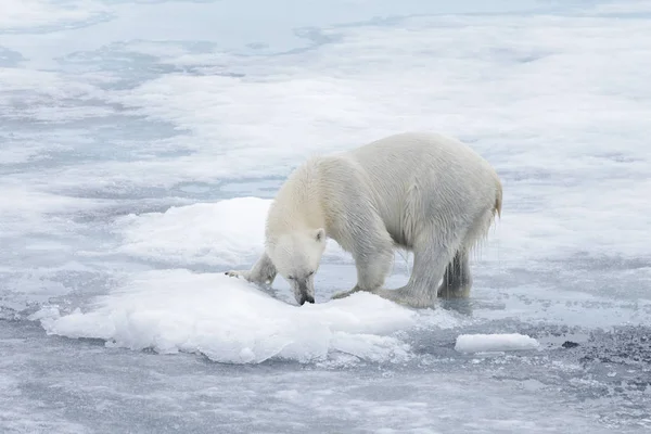 Islak Kutup Ayısı Kuzey Kutup Denizi Nde Buzun Üzerinde Ilerliyor — Stok fotoğraf