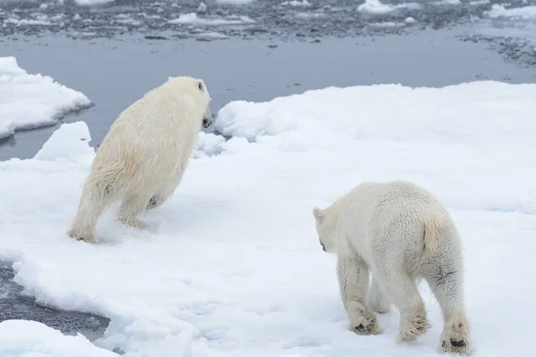 Δύο Μικρά Άγρια Πολικές Αρκούδες Παίζουν Πακέτο Πάγου Στην Αρκτική — Φωτογραφία Αρχείου