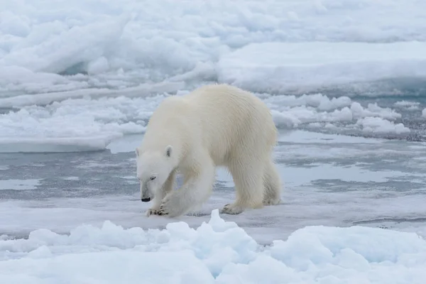 Oso Polar Salvaje Paquete Hielo Mar Ártico Cerca —  Fotos de Stock