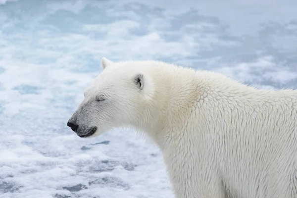 シロクマの ホッキョクグマ 頭をクローズ アップ — ストック写真