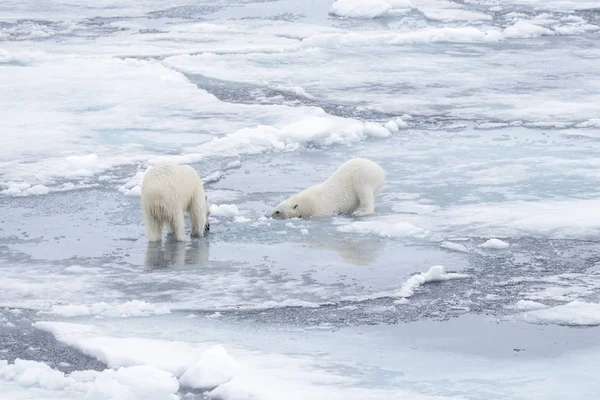 Két Fiatal Vad Jegesmedvék Játszik Jégtáblák Sarkvidéki Tengeri Északi Svalbard — Stock Fotó