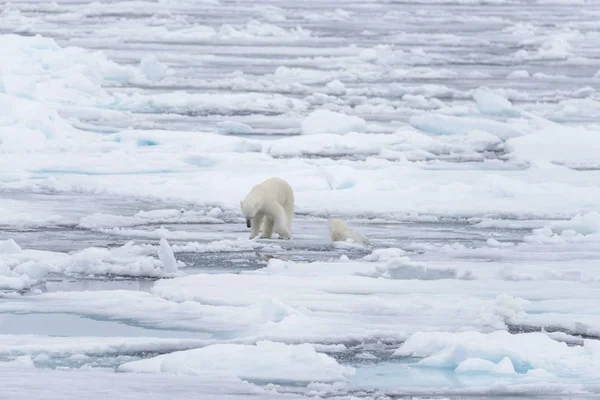 Két Fiatal Vad Jegesmedvék Játszik Jégtáblák Sarkvidéki Tengeri Északi Svalbard — Stock Fotó