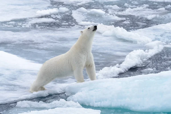 Urso Polar Selvagem Gelo Pacote Mar Ártico — Fotografia de Stock