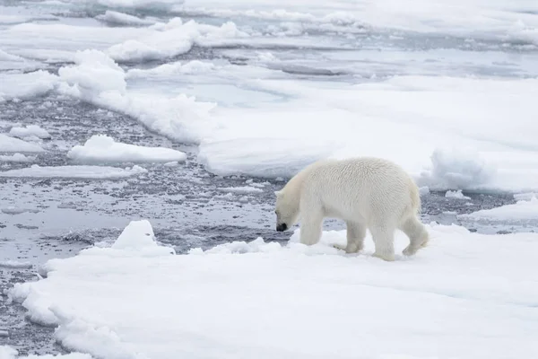 Dos Jóvenes Osos Polares Salvajes Jugando Sobre Hielo Mar Ártico —  Fotos de Stock