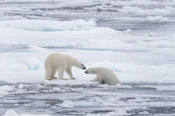Két Fiatal Vad Jegesmedvék Játszik Jégtáblák Sarkvidéki Tengeri Északi Svalbard — Stock Fotó
