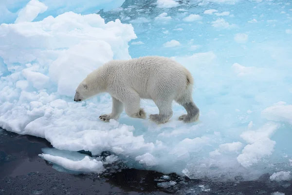 Urso Polar Selvagem Indo Água Gelo Pacote Mar Ártico — Fotografia de Stock