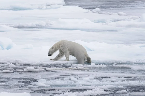 Urso Polar Molhado Que Vai Gelo Pacote Mar Ártico — Fotografia de Stock