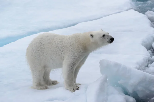 Urso Polar Selvagem Gelo Pacote Mar Ártico — Fotografia de Stock