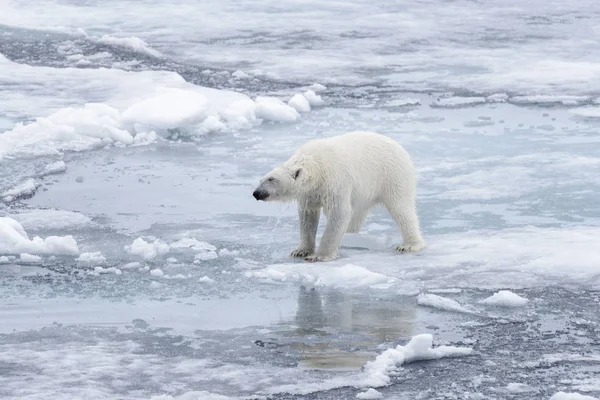 Oso Polar Mojado Sacudiéndose Hielo Del Paquete Mar Ártico — Foto de Stock