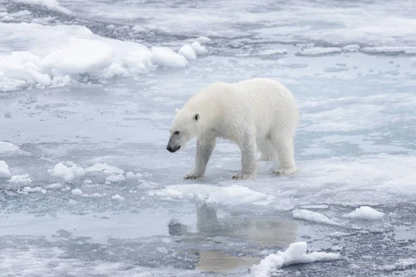 Urso Polar Molhado Tremer Gelo Mar Ártico — Fotografia de Stock