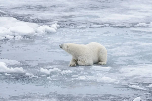 Urso Polar Selvagem Que Põe Gelo Pacote — Fotografia de Stock