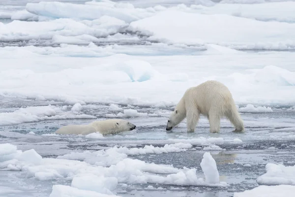 Genç Vahşi Kutup Kuzeyinde Svalbard Arctic Deniz Buz Paketi Oynamak — Stok fotoğraf