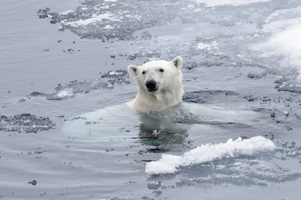 Urso Polar Ursus Maritimus Nadando Mar Ártico Perto — Fotografia de Stock