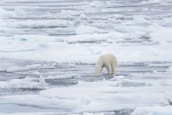 Két Fiatal Vad Jegesmedvék Játszik Jégtáblák Sarkvidéki Tengeri Északi Svalbard — Stock Fotó