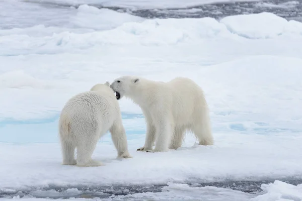 两只年轻的野生北极熊在北冰洋的冰上玩耍 — 图库照片