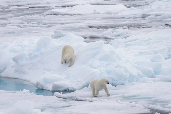 Genç Vahşi Kutup Kuzeyinde Svalbard Arctic Deniz Buz Paketi Oynamak — Stok fotoğraf