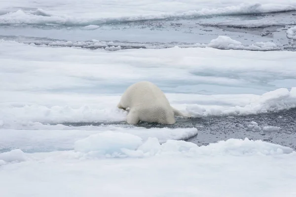 Oso Polar Salvaje Poniendo Cabeza Agua Sobre Hielo Mar Ártico —  Fotos de Stock