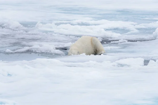 湿北极熊在北冰洋的冰层上摇身一变 — 图库照片