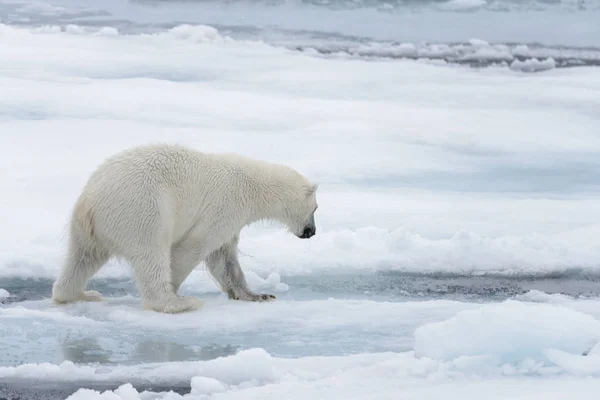 Urso Polar Selvagem Olhando Água Gelo Pacote Mar Ártico — Fotografia de Stock