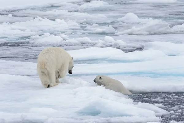 북극곰 스발바르 북쪽에 얼음에 — 스톡 사진