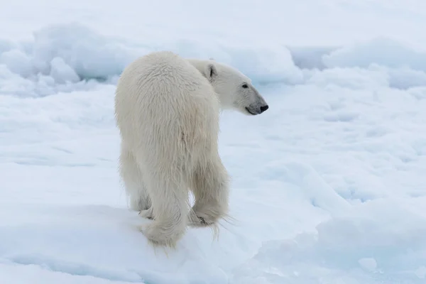 Oso Polar Salvaje Paquete Hielo Mar Ártico Cerca — Foto de Stock