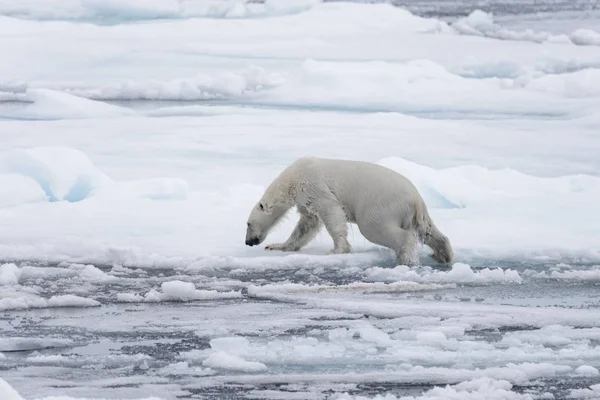 Orso Polare Bagnato Che Branco Ghiaccio Nel Mare Artico — Foto Stock