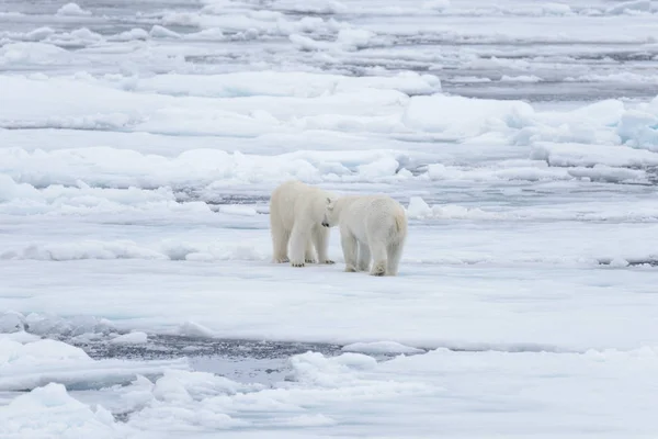 Dos Jóvenes Osos Polares Salvajes Jugando Sobre Hielo Mar Ártico —  Fotos de Stock