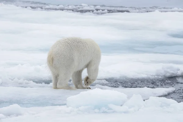 北极海冰层上的野生北极熊在水中寻找 — 图库照片