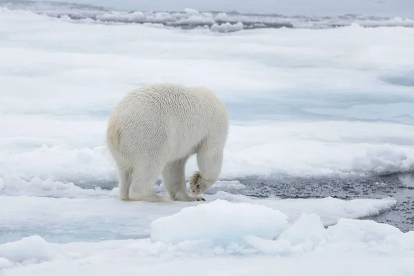 Yabani Kutup Ayısı Üzerinde Arctic Deniz Buz Paketi Arıyorsunuz — Stok fotoğraf