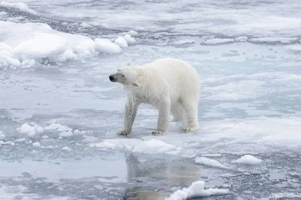 Islak Kutup Ayısı Arctic Deniz Buz Paketi Üzerinde Sallayarak — Stok fotoğraf