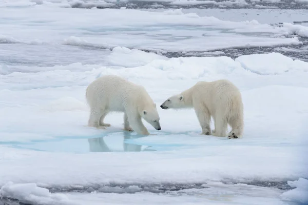 Två Unga Vilda Isbjörnar Spelar Packisen Arktiska Havet — Stockfoto