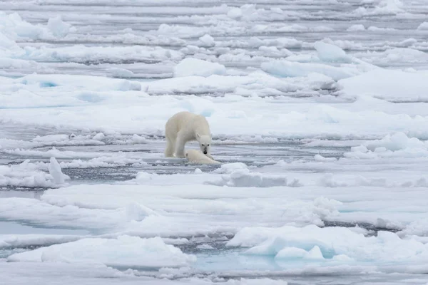 Dos Jóvenes Osos Polares Salvajes Jugando Sobre Hielo Mar Ártico —  Fotos de Stock