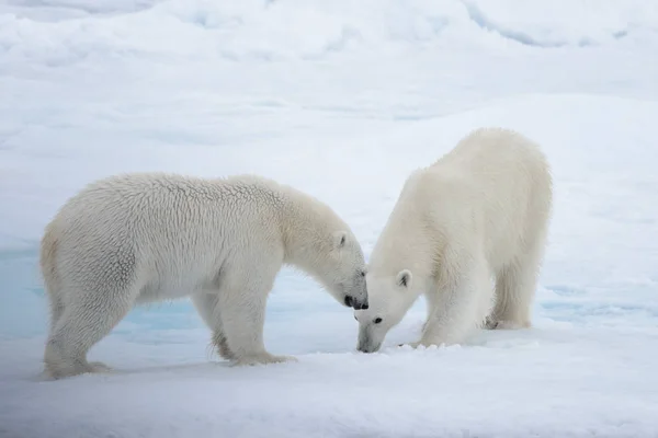 北極海の流氷で遊ぶ 若い野生のホッキョクグマは — ストック写真