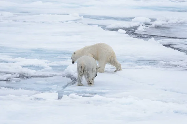 Dos Jóvenes Osos Polares Salvajes Jugando Sobre Hielo Mar Ártico —  Fotos de Stock