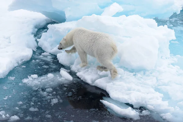 Wilde Ijsbeer Pakijs Arctische Zee — Stockfoto