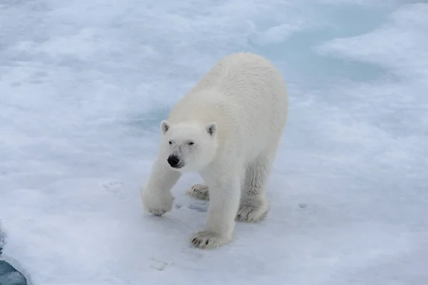 Eisbär Ursus Maritimus Auf Dem Packeis Nördlich Der Insel Spitzbergen — Stockfoto