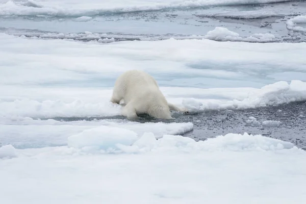 Oso Polar Salvaje Poniendo Cabeza Agua Sobre Hielo Mar Ártico —  Fotos de Stock