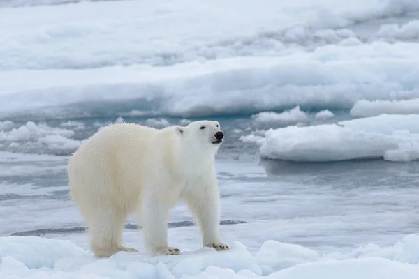 Urso Polar Selvagem Gelo Pacote Mar Ártico Close — Fotografia de Stock