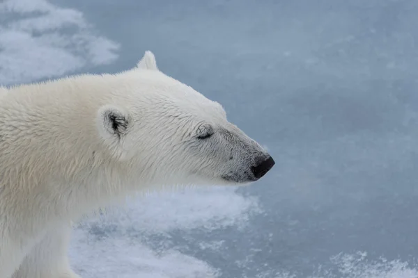 Kutup Ayısının Ursus Maritimus Baş Yakın Çekim — Stok fotoğraf