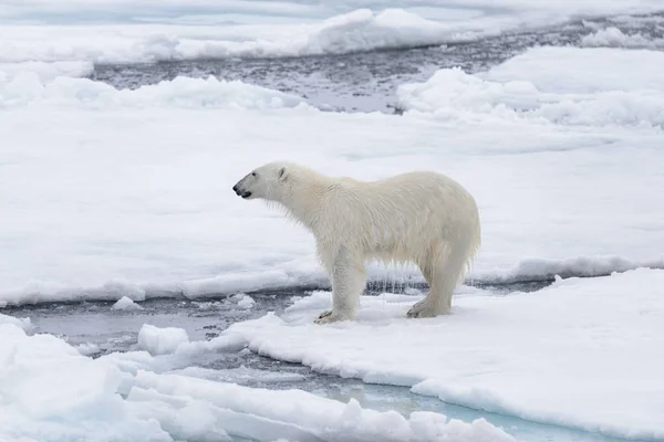 Genç Vahşi Kutup Kuzeyinde Svalbard Arctic Deniz Buz Paketi Oynamak — Stok fotoğraf