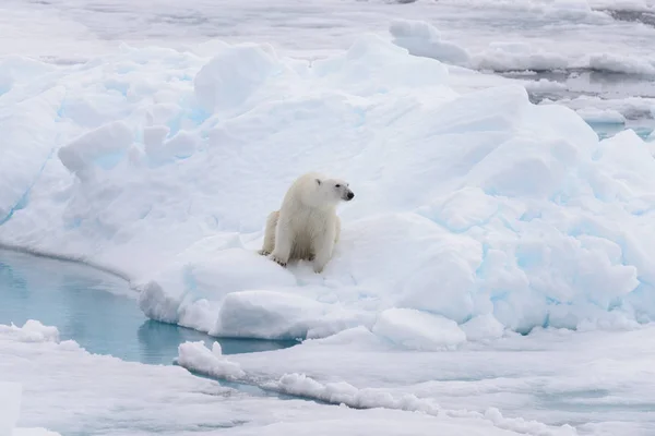 Oso Polar Salvaje Sentado Sobre Hielo Paquete —  Fotos de Stock