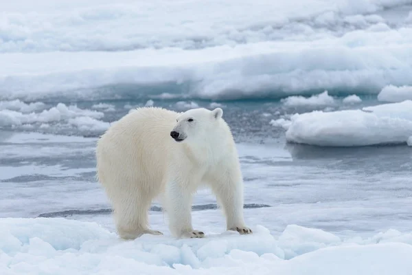 Wild Polar Bear Pack Ice Arctic Sea Close — Stock Photo, Image