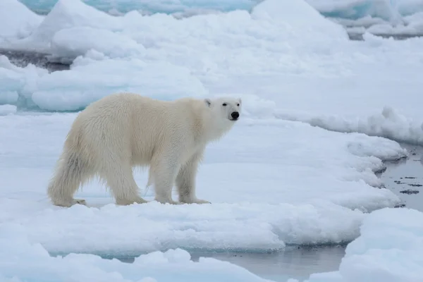 Oso Polar Salvaje Paquete Hielo Mar Ártico Cerca —  Fotos de Stock