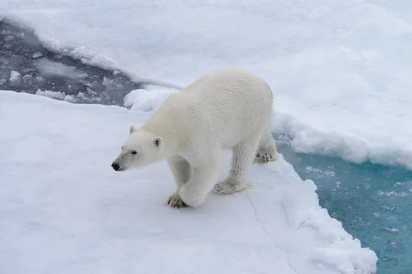 Oso Polar Salvaje Paquete Hielo Mar Ártico — Foto de Stock