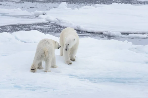 Deux Jeunes Ours Polaires Sauvages Jouent Sur Banquise Mer Arctique — Photo