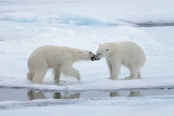 Два Молодих Диких Моржі Грає Pack Льоду Арктичні Моря Півночі — стокове фото