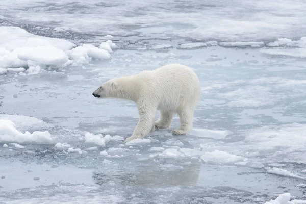 Дикий Белый Медведь Паковом Льду Арктике — стоковое фото