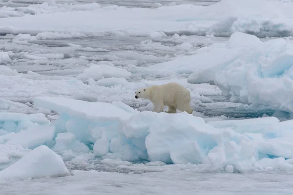 Oso Polar Salvaje Paquete Hielo Mar Ártico —  Fotos de Stock