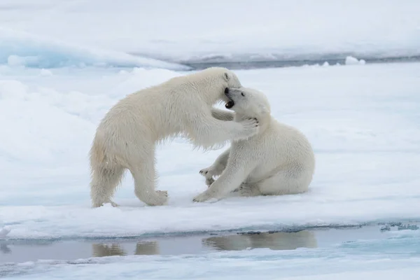 Due Giovani Orsi Polari Selvatici Che Giocano Sul Pack Ice — Foto Stock