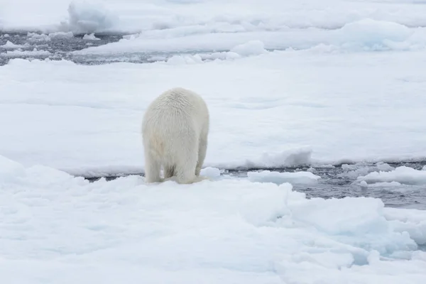 Két Fiatal Vad Jegesmedvék Játszik Jégtáblák Sarkvidéki Tengeri Északi Svalbard — Stock Fotó